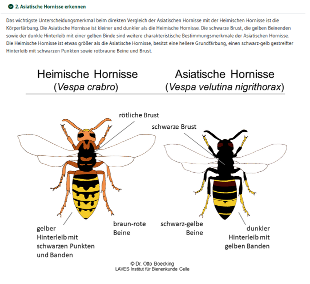 Unterscheidungsmerkmale Asiatische Hornisse Quelle Dr. Otto Boecking, LAVES Institut für Bienenkunde Celle 