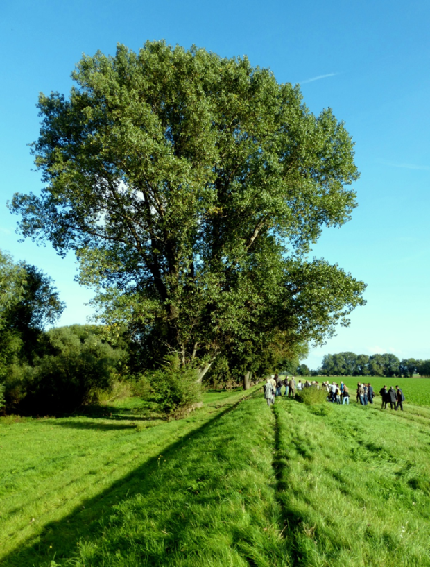 Schwarzpappel im Freistand