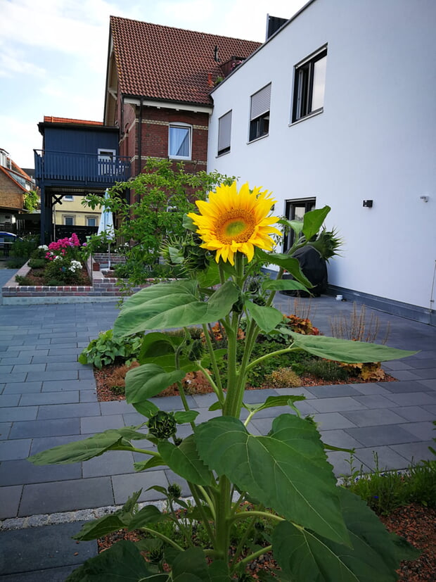 Gartencafé im Lindenhof