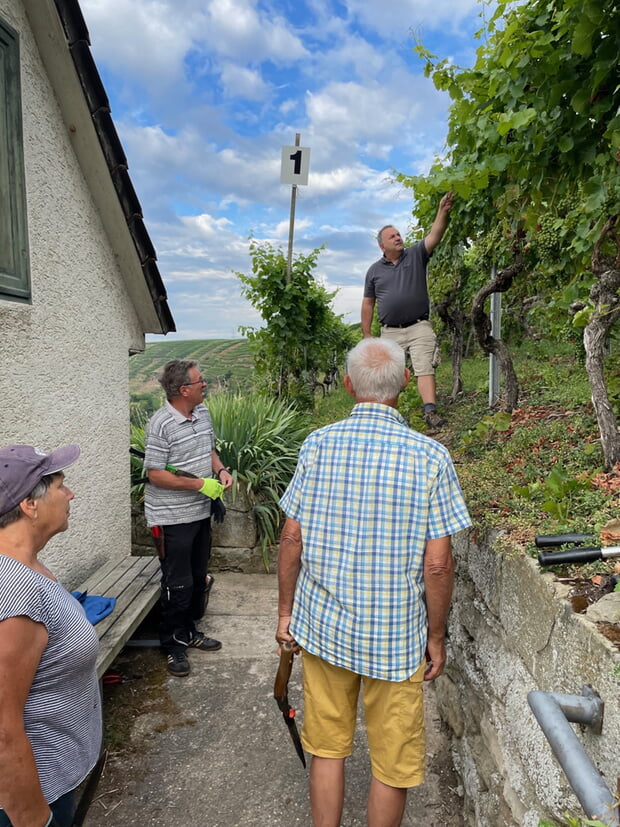 Der der Arbeitskreis Stammtisch Steillagen bei der Arbeit vor Ort im Lauer-Wengert