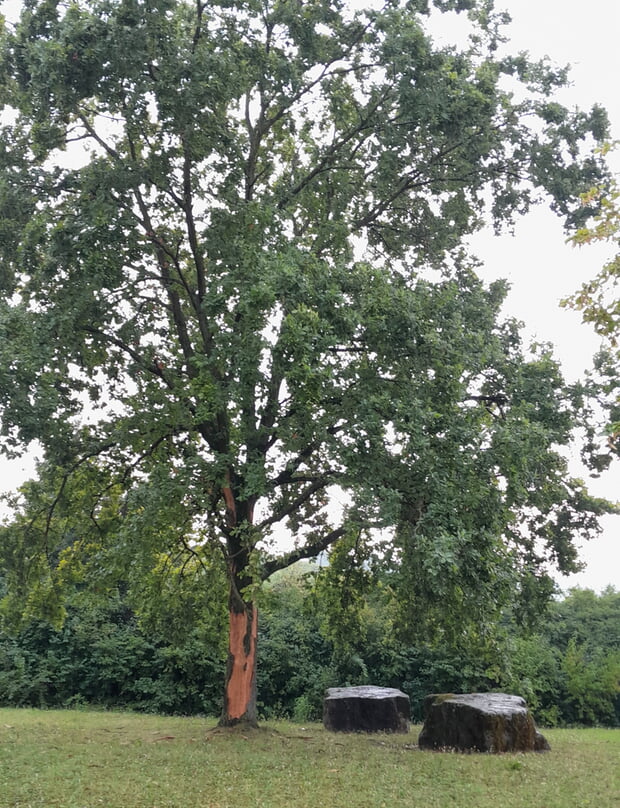 Blitzeinschlag in einer Esche am Römischen Gutshof