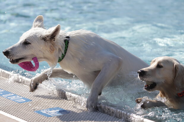 erstes Hundeschwimmen im Freibad Ulrichsheide