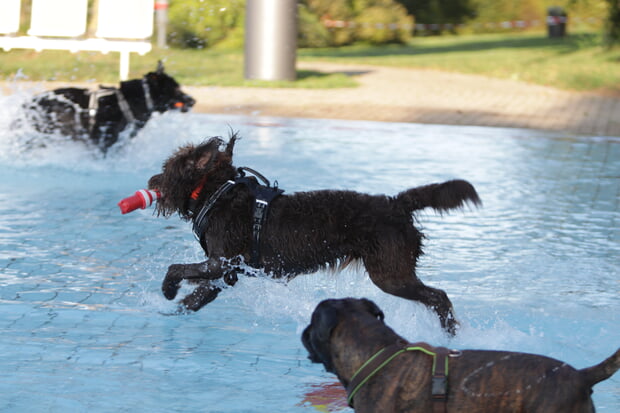 erstes Hundeschwimmen im Freibad Ulrichsheide