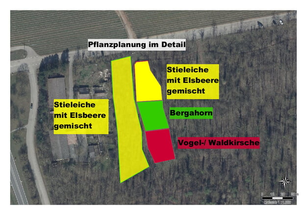 Vorgesehene Pflanzung im Forchenwald