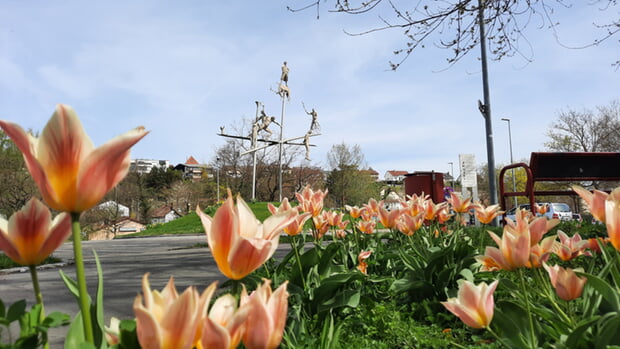 Siegfried Zimmermann: Dichterfrühling - aus dem Wettbewerb zum Foto des Jahres 