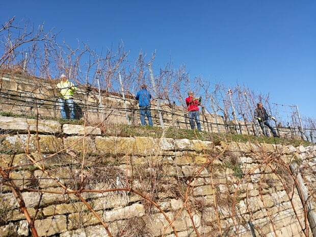 Der Stammtisch Steillagen bei einem seiner Einsätze im Weinberg