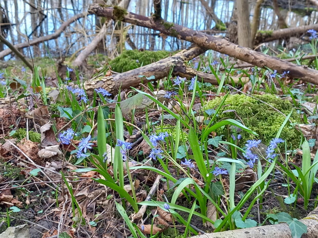 Foto: Roland Horn, aus dem Wettbewerb zum Foto des Jahres : Blausterne im Kaywald