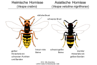 Unterscheidungsmerkmale Asiatische Hornisse Quelle Dr. Otto Boecking, LAVES Institut für Bienenkunde Celle 