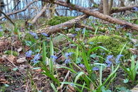 Foto: Roland Horn, aus dem Wettbewerb zum Foto des Jahres : Blausterne im Kaywald