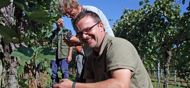 Lächelnde Männer schneiden Trauben bei der Weinlese 2011