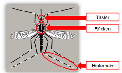 Abbildung 1: Merkmale der Asiatischen Tigermücke (Aedes albopictus), die Spitze der Taster sind weiß, der Rücken zeigt weiße Akzente mit einem klaren weißen Streifen und das letzte Hinterbein hat stets 5 weiße Ringe.