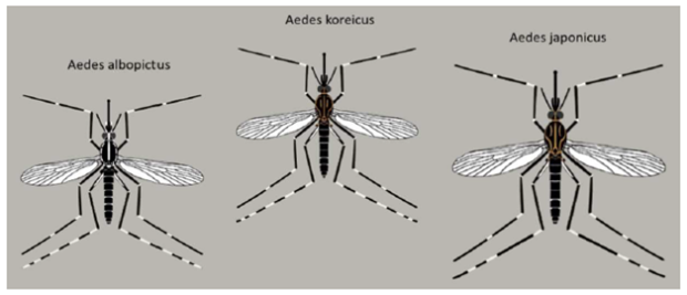 Abbildung 2.: Übersicht verschiedener Aedes Arten. Links Tigermücke (Aedes albopictus), in der Mitte die Koreanische Buschmücke (Aedes koreicus) und rechts die Japanische Buschmücke (Aedes japonicus)