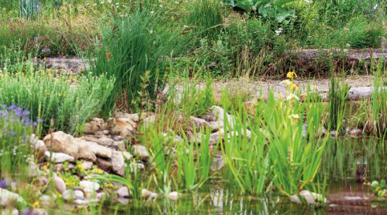 Naturgarten mit Schmetterling