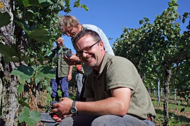 Lächelnde Männer schneiden Trauben bei der Weinlese 2011