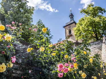 19.05.2024 - Hansjörg Sept - Rosenblüte an der Regiswindiskirche