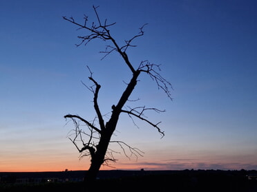 28.07.2024 - Birgit Sautter - Sonnenuntergang in den Weinbergen (Seugen)