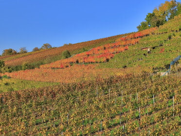 27.10.2024 - Frank-M. Zahn - Herbst in den Lauffener Weinbergen