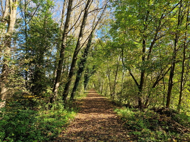 29.10.2024 - Dieter Herrmann - Waldweg im Kaywald