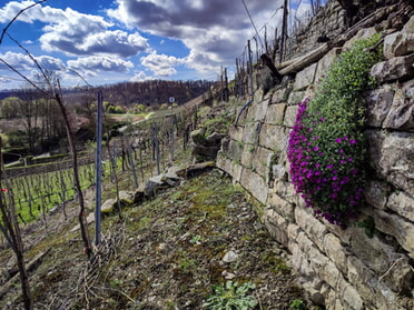 25.03.2024 - Werner Ohsam - Steillage Lauffen a.N.