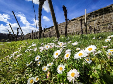 25.03.2024 - Werner Ohsam - Lauffener Weinberge im Frühling