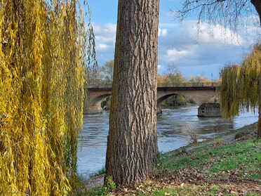 26.11.2024 - Hans-Peter Schwarz - Alte Neckarbrücke u. Trauerweide