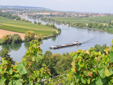 30.08.2024 - Rose Hess - Lauffen mit Neckar und Wein