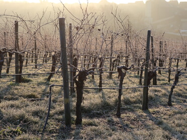 29.12.2024 - Stefan Hautzinger - Winterruhe im Weinberg