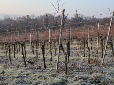 29.12.2024 - Stefan Hautzinger - Winterruhe im Weinberg