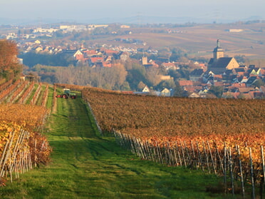 Oktober - Marco Eberbach - Lauffener Spätherbst nach der Weinlese