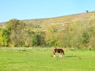 November - Marco Eberbach - Pferd in der wärmenden Novembersonne