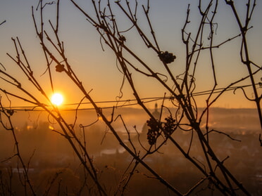 30.11.2024 - Hansjörg Sept - Sonnenaufgang in den Weinbergen