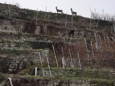 16.01.2025 - Wolfgang Kurz - Alte Neckarschleife, Rehe im Weinberg