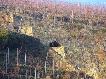 01.01.2025 - Bernhard Müller - Terrassenweinberg