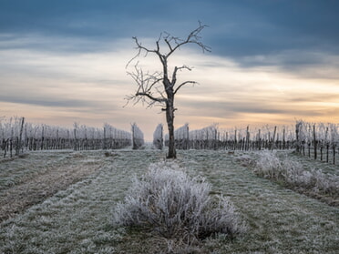 22.01.2025 - Philipp Schwarz -Frostiger Morgen am toten Baum